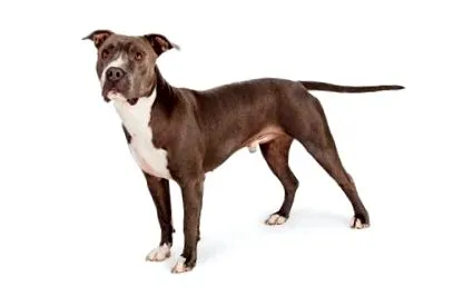 terrier staffordshire