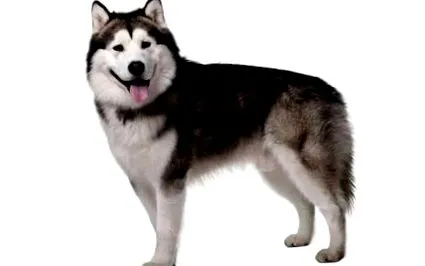 alaszkai