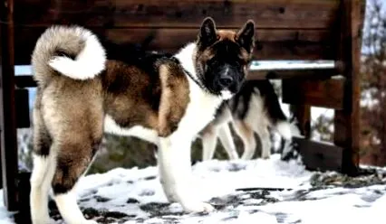 akita