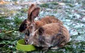 világ