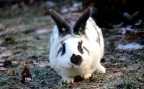 világ