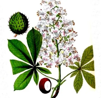 конски