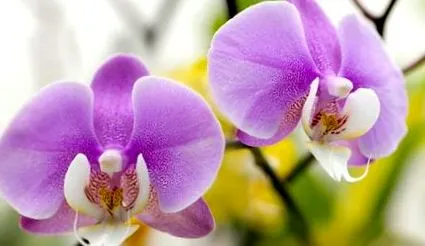 orchidea