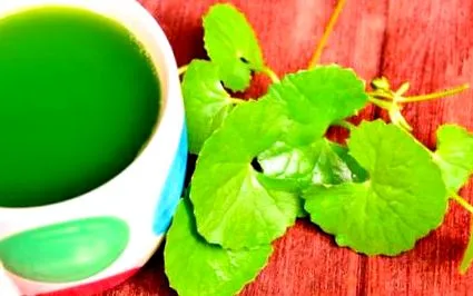 gotu