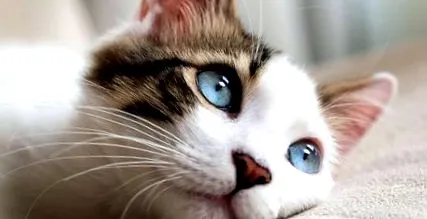 котката