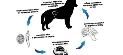 ознаки ознаки