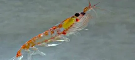 krill
