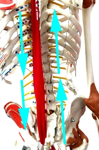herniated