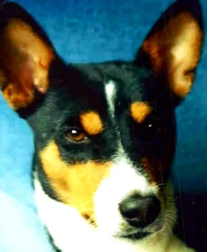 basenji