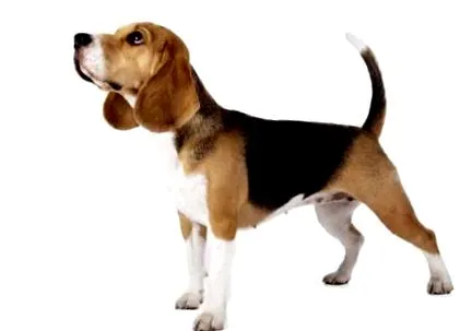 beagle