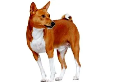 basenji jellem