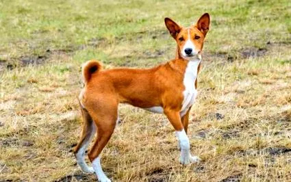 basenji táplálkozás
