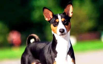 basenji jellem