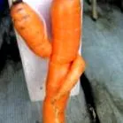 dansante papilele