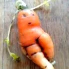 gustative dansante