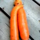 dansante dansante
