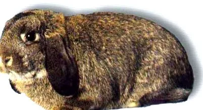 nonverbális