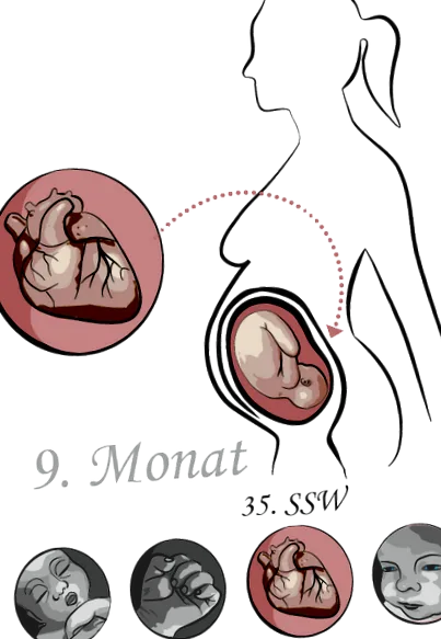 terhesség segítője