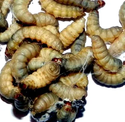 larvă