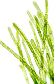 biomaris