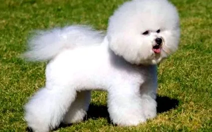 bichon