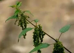 urzică