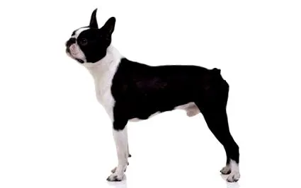 terrier