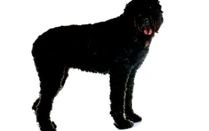bouvier