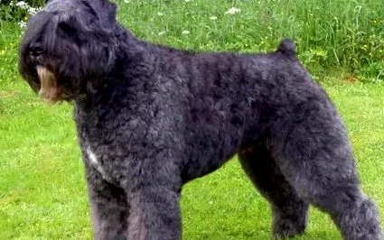 bouvier