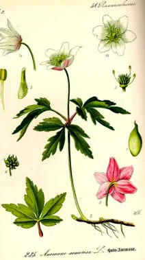 lemnoasă