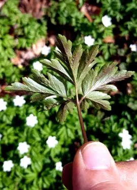 anemonă