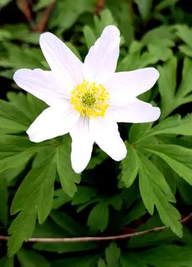 anemonă