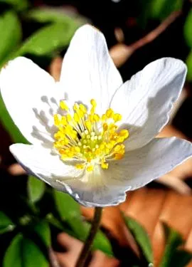 anemonă