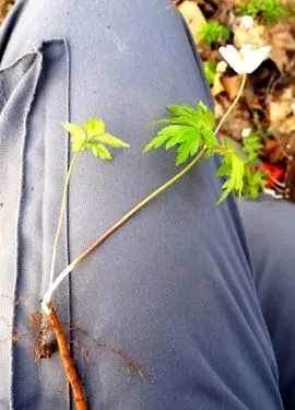lemnoasă