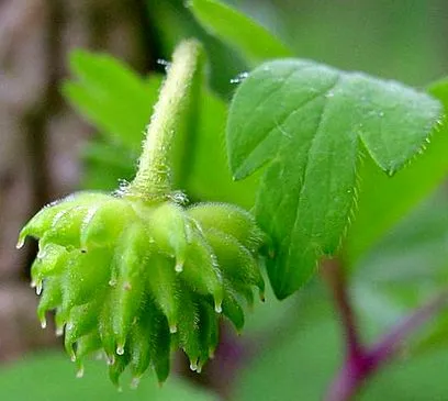 anemonă