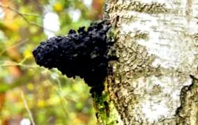royal chaga
