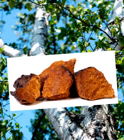 chaga chaga