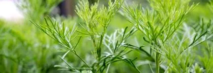 plantă