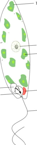 citológia