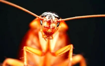 aceea