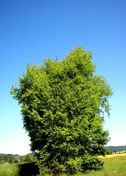 aspen