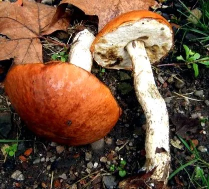 ciuperci