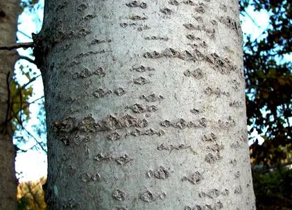 rusesc