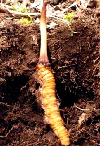 sinensis