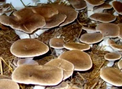 гастрономічний