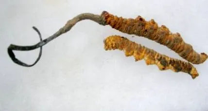 cordyceps