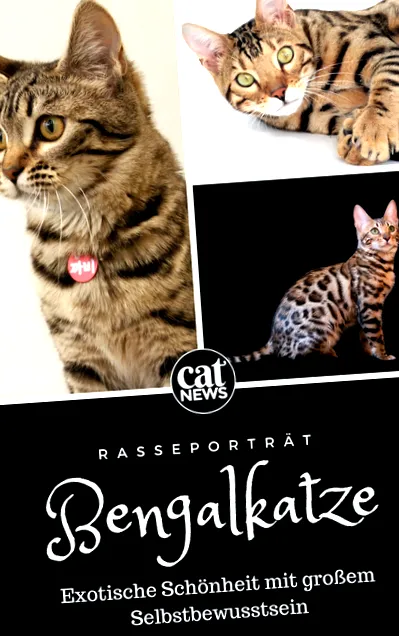bengáli