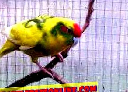 kakariki