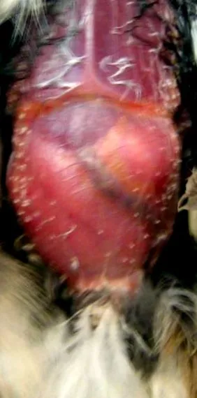 madarak