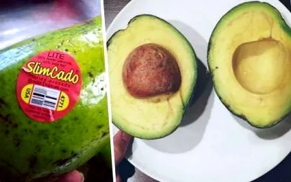avocado varietate